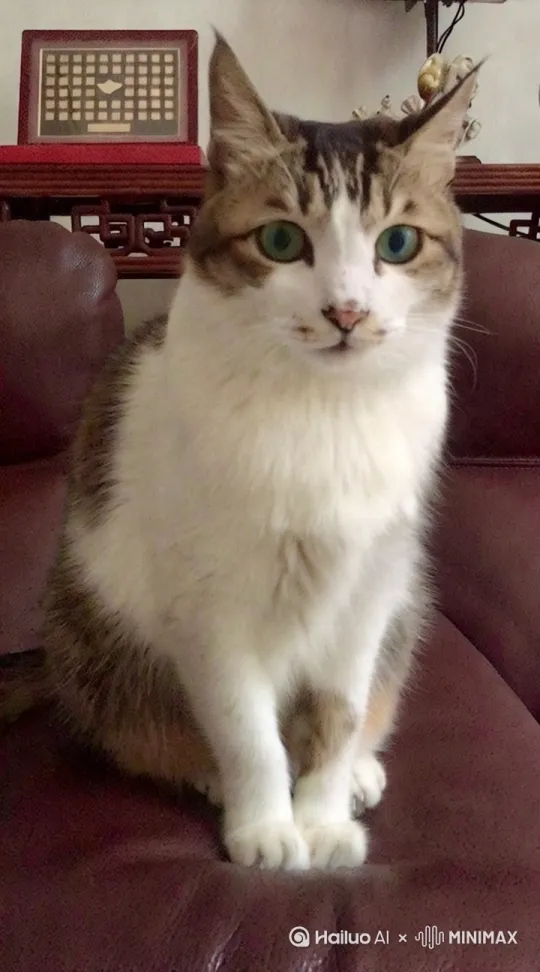 海风轻轻吹动身上的毛发,猫咪坐在石头上,脸上的毛发在风中轻轻不停地飘拂着,身上的衣服也在风中吹动轻微有动感,头轻轻转过右边一点点,略微睁开眼睛一条缝瞄一眼,右手轻轻抓起果汁瓶放嘴边用力喝了一口,有吞咽动作和腹部衣服有动感,再放下瓶子,然后恢复初前动作,再任风吹动毛发。 by Hailuo AI Video Generator