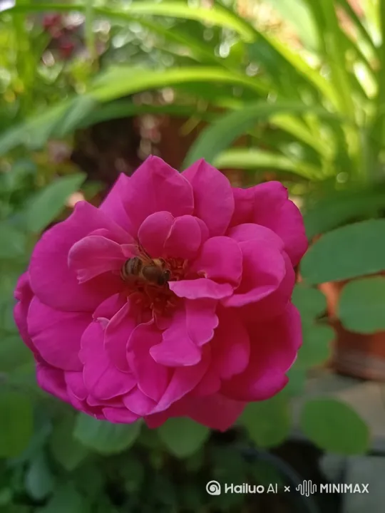  by Hailuo AI Video Generator