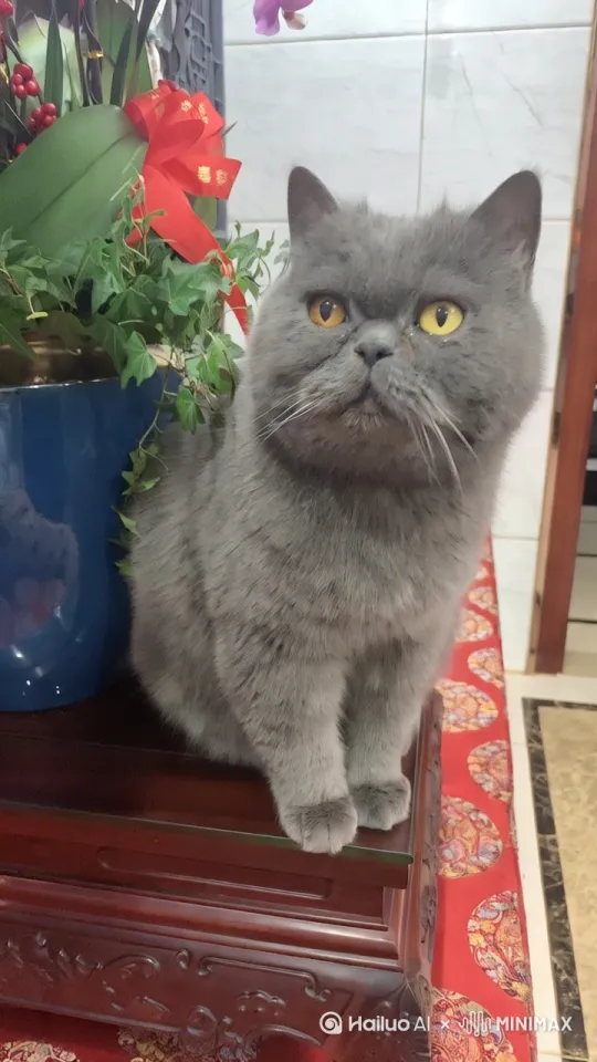 猫猫在淋花 by Hailuo AI Video Generator