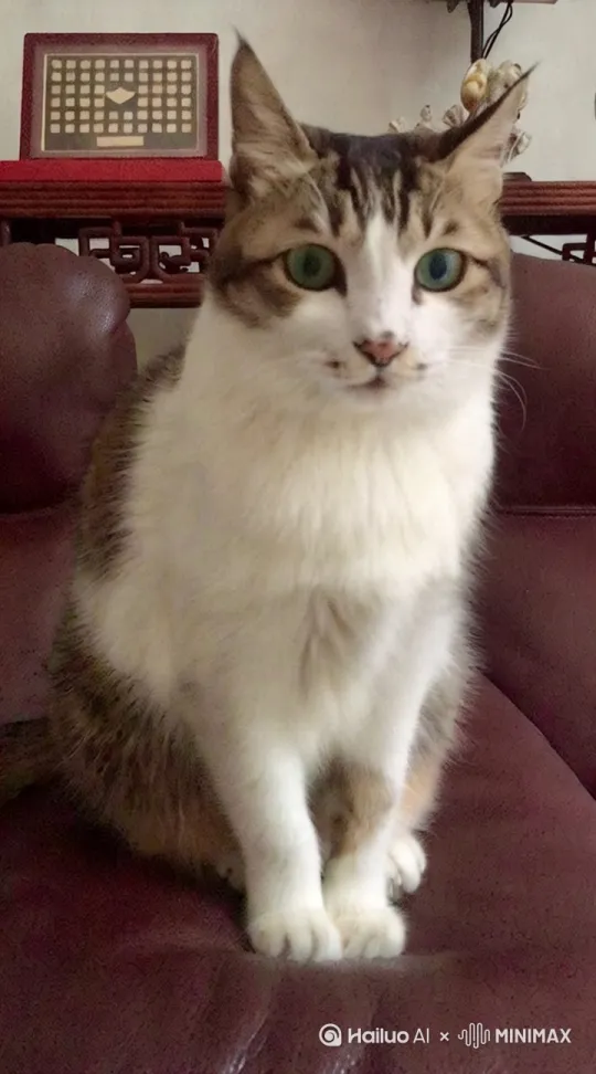 海风轻轻吹动身上的毛发,猫咪坐在石头上,脸上的毛发在风中轻轻不停地飘拂着,身上的衣服也在风中吹动轻微有动感,头轻轻转过右边一点点,略微睁开眼睛一条缝瞄一眼,右手轻轻抓起果汁瓶放嘴边用力喝了一口,有吞咽动作和腹部衣服有动感,再放下瓶子,然后恢复初前动作,再任风吹动毛发。 by Hailuo AI Video Generator