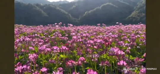 从远到近的视觉，然后花草晃动 by Hailuo AI Video Generator