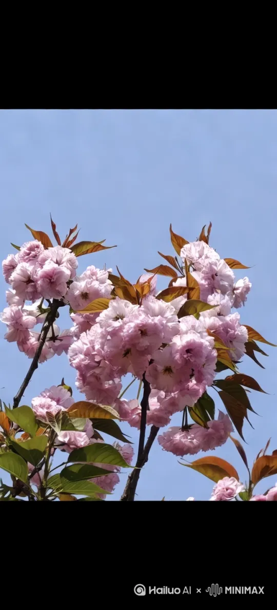 [推出,上升,下摇]花朵在风中凌乱的华丽 by Hailuo AI Video Generator