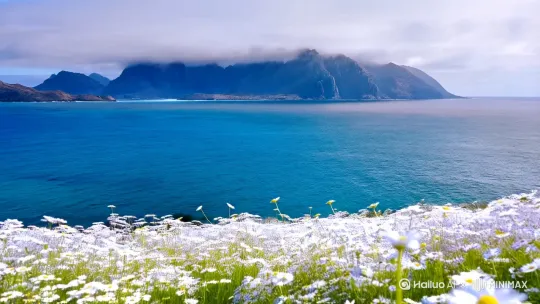 白色的小雏菊花海，远处是蓝色大海，还有雾霭蒙蒙的远山…山要虚化 by Hailuo AI Video Generator