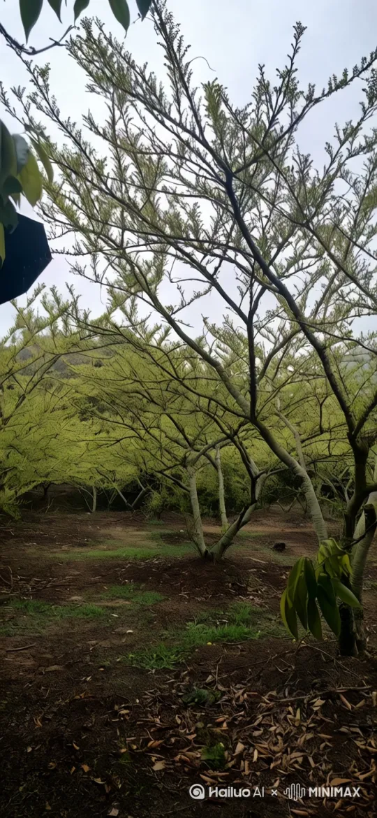 油甘树下！ by Hailuo AI Video Generator