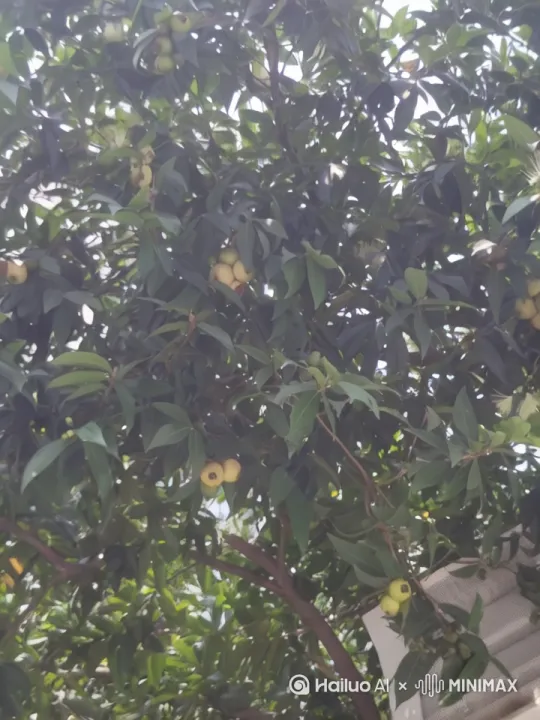 山上的野果子熟了，满是小时候的回忆，现在的小孩都不吃这些了。更不知道是啥。还能吃！ by Hailuo AI Video Generator