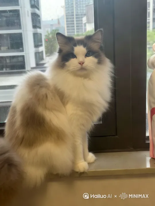 让猫咪动起来跳个搞笑的舞蹈，猫咪正脸对着镜头，眼睛看镜头，挑个欢快，搞笑的舞蹈，动作自然，流畅，真实，没有AI痕迹 by Hailuo AI Video Generator