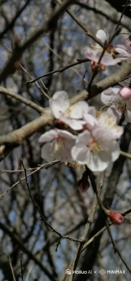 花瓣动起来 by Hailuo AI Video Generator