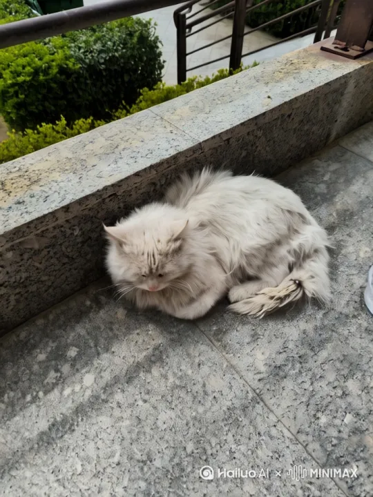 小猫飞了 起来，她飞呀飞呀。飞走了。打倒了房子～ by Hailuo AI Video Generator