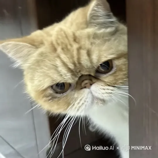 让图中小猫掏出一把枪 by Hailuo AI Video Generator
