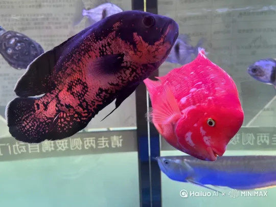 黄金时刻拍摄 + 温暖橙黄色调 + 长阴影横跨画面 + 柔和逆光勾勒轮廓 + 空气中飘浮细小尘埃粒子 by Hailuo AI Video Generator