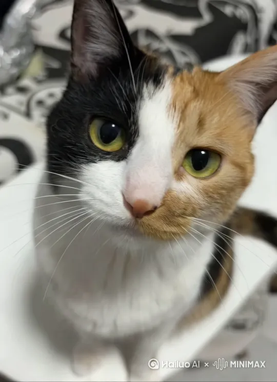 小猫微笑 by Hailuo AI Video Generator