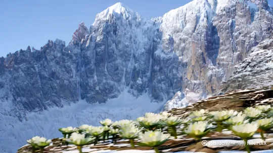 贡嘎山最高峰，有雪峰，有雪莲，有雄鹰。[右移,左摇,跟随] by Hailuo AI Video Generator