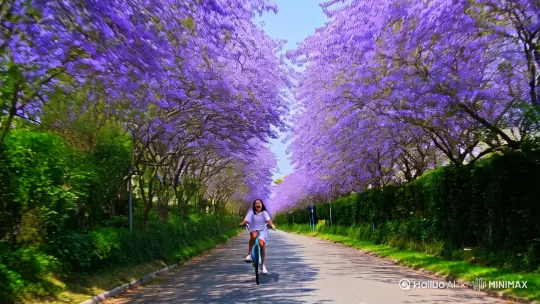 别再让旅行只是匆匆路过，  
**“哈哈旅居”**带你——  
住进风景里，活在故事中。  


（镜头缓缓推远，女孩骑着单车穿过开满蓝花楹的街道，笑声随风飘散）  
字幕：世界很大，先从住进一座城开始。
LOGO浮现：哈哈旅居，让生活住进诗里。 by Hailuo AI Video Generator