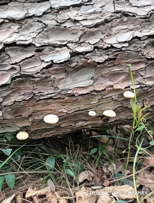 四月万物复苏，松树菇你也不例外，就算深山老林日晒雨淋也无法阻挡你的成长。时长十五秒[推出,上升,下摇] by Hailuo AI Video Generator