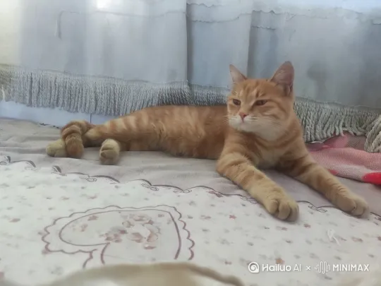 猫咪站起来，绕着尾巴转圈 by Hailuo AI Video Generator