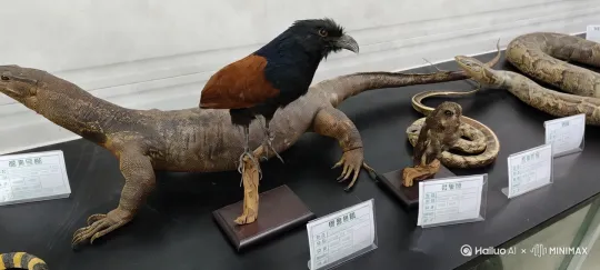 让图片中的鸟展翅飞起来其他动物在桌面上爬行， by Hailuo AI Video Generator