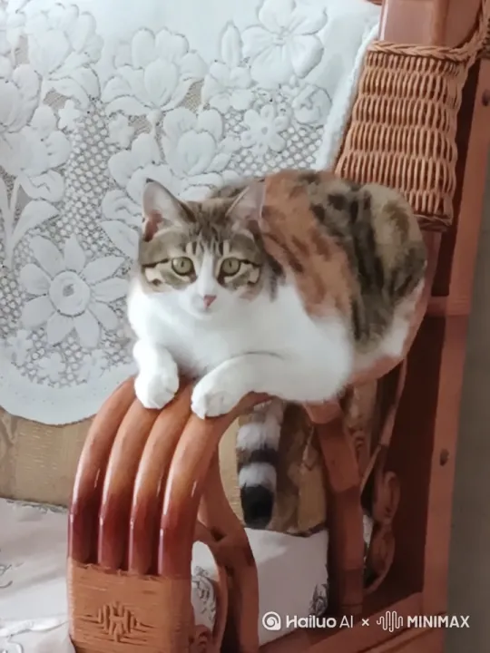 猫咪动起来，幅度不大，嘴型为说话的动态，注意尾巴在下面摆动，嘴不能单一的张开，而是像人说话一样的变动，开心的情绪，其他东西静止， by Hailuo AI Video Generator