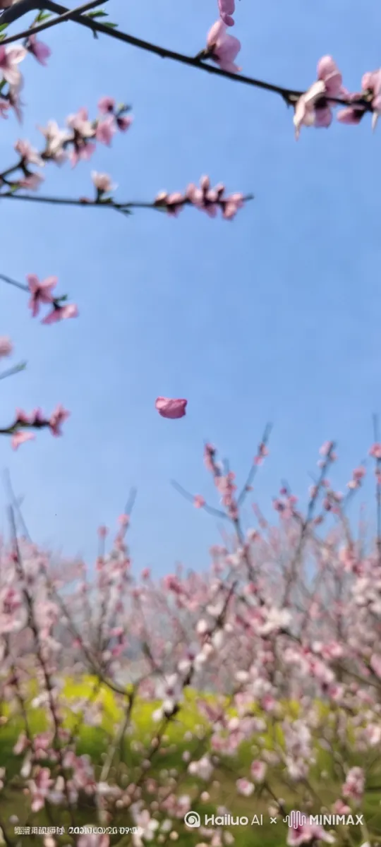 [左移,右摇,跟随] by Hailuo AI Video Generator