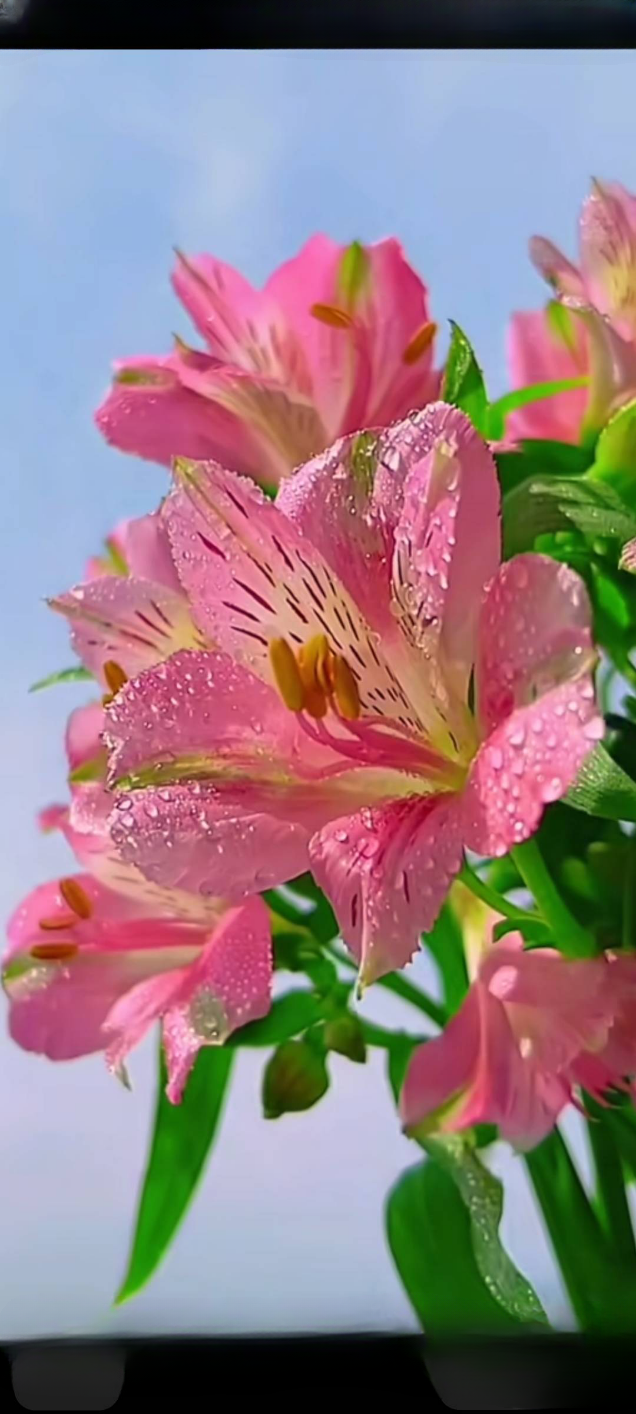 video original by Hailuo AI Video Generator