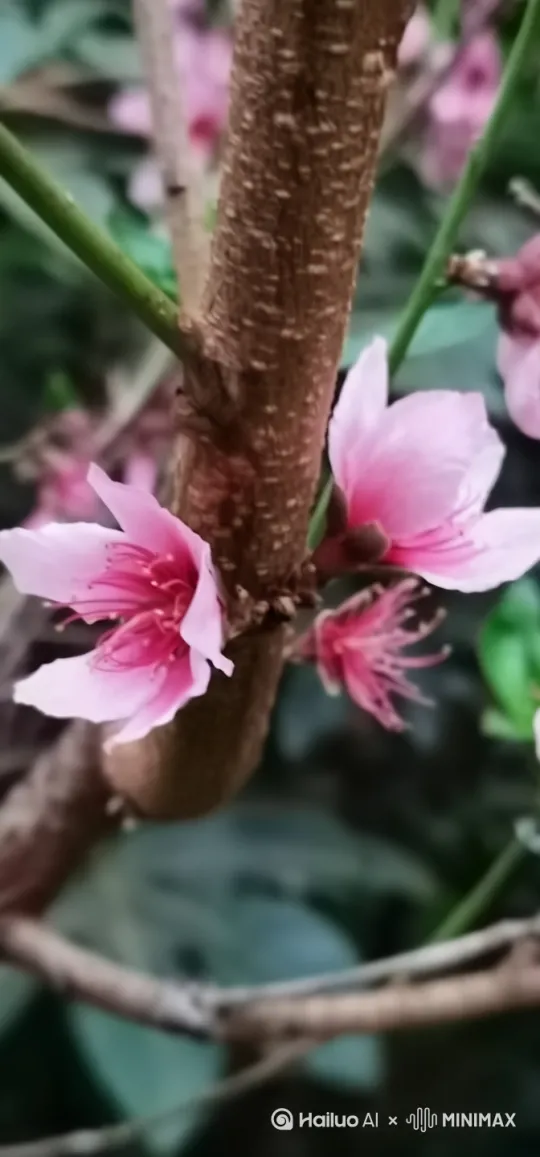 [推进,上升] by Hailuo AI Video Generator
