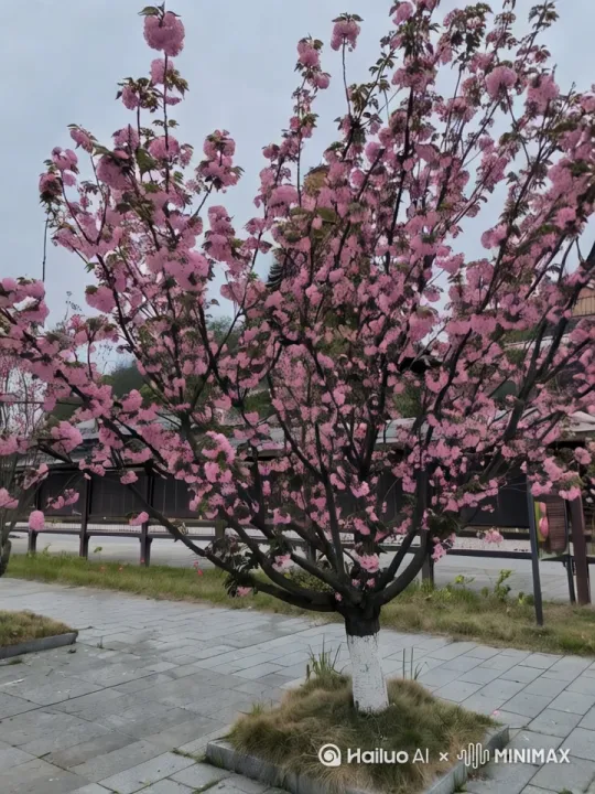 一樱花树可以左在摆动 by Hailuo AI Video Generator