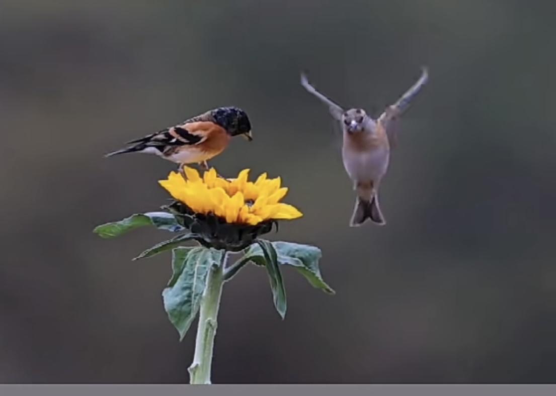 video original by Hailuo AI Video Generator