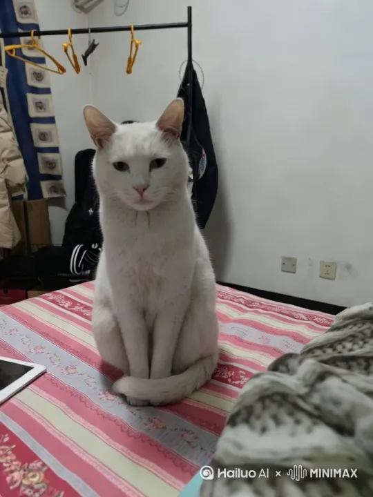 让图片里的猫跳起来转一圈 by Hailuo AI Video Generator