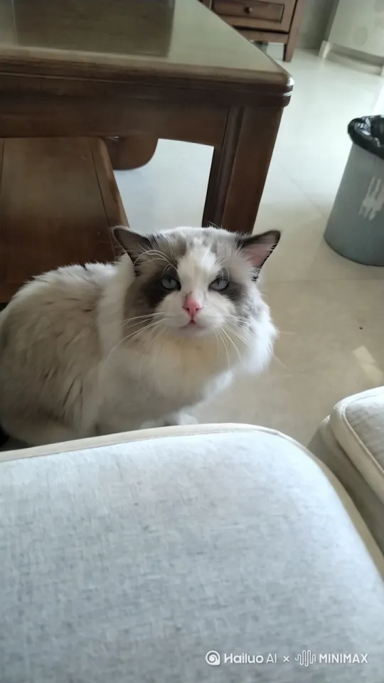 11小猫东张西望找自己的小主人，小主人拿来了玩具小皮球，与它玩。屋内阳光温柔的照着地上。[左移,右摇,跟随] by Hailuo AI Video Generator