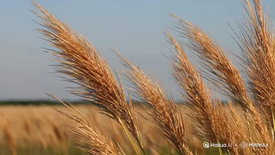 狗尾巴草，摇啊摇。 by Hailuo AI Video Generator