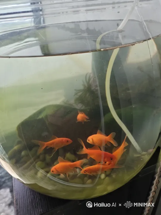 鱼儿在湖水中游着，湖边有小屋，湖水边一旁长满了荷叶，把鱼放进湖水里面去 by Hailuo AI Video Generator
