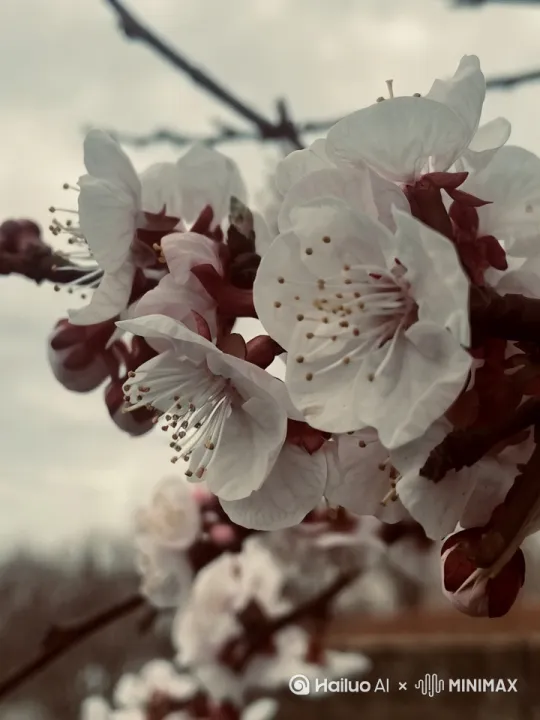  by Hailuo AI Video Generator