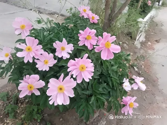 [左移,推进,右摇] by Hailuo AI Video Generator