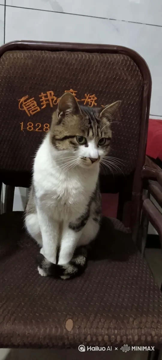 ，猫咪唱歌荷塘月色跳舞 by Hailuo AI Video Generator