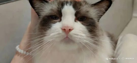 一只猫咪用爪子举起手枪对准镜头，表情逐渐变得狡黠而邪恶，枪口微微晃动，室内暖光营造出戏剧性的紧张氛围，固定镜头。 by Hailuo AI Video Generator