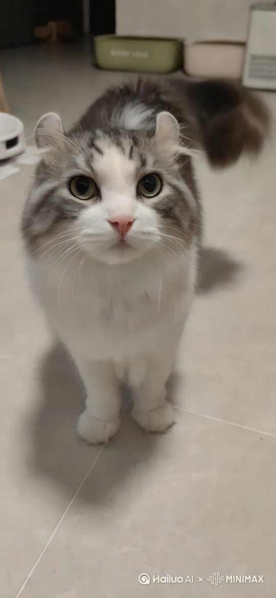 猫咪从背后掏出网线，另外一只猫脚掏出吃完的干煸猫条包装，表情凶狠，点头示意给买新猫条，风格诙谐幽默 by Hailuo AI Video Generator