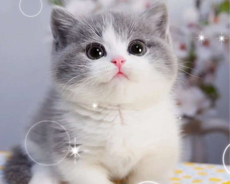 video original by Hailuo AI Video Generator