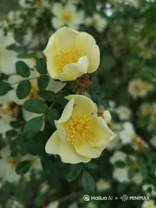 随三级风摆动，黄花慢慢变成紫花，左摇 by Hailuo AI Video Generator