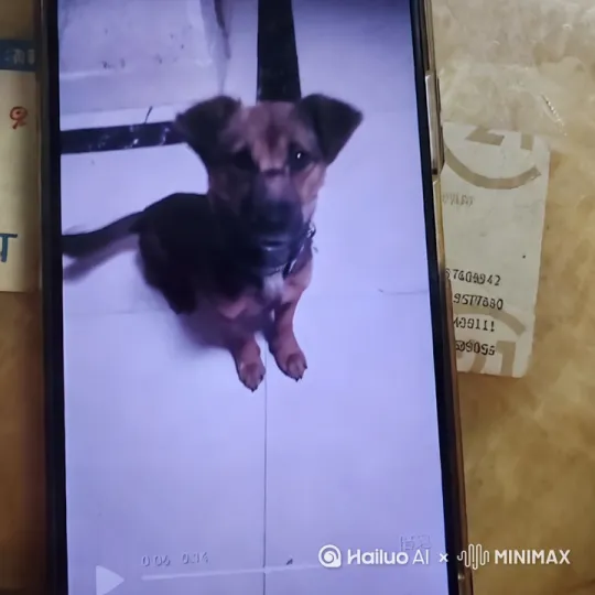 我说：你再不听话我就把你扔了，我再捡一个回来。小狗说：你再捡一个也是不听话的，因为那都是别人妈妈扔得。 by Hailuo AI Video Generator