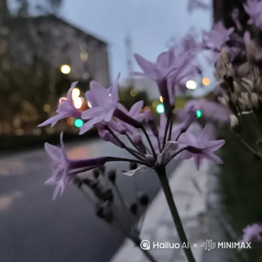  by Hailuo AI Video Generator