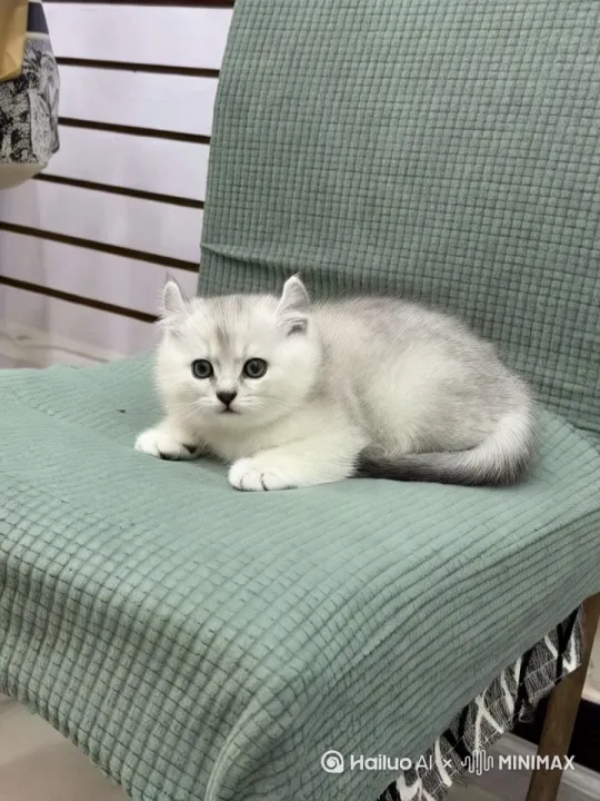 小猫在丛林间小溪边的草地上，在一群白色的老虎群围绕下悠然自得的玩耍 by Hailuo AI Video Generator