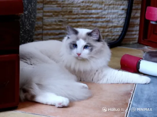 小猫咪在厨房做饭等主人回来 
小猫咪穿着花围裙，戴着小帽子
 菜品有多宝鱼，麻辣鸡，青椒土豆丝 
做好后菜品已上桌，冒着热气 by Hailuo AI Video Generator