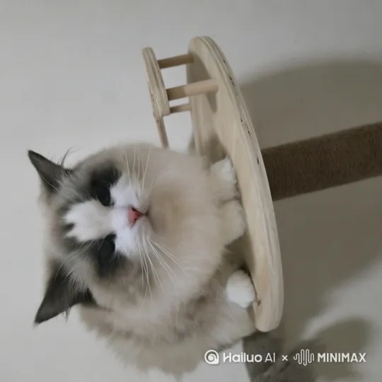小猫尾巴卷着竹篮骑车电动车上街买菜,停好车肉垫踩在青石板路上嘎达作响,菜市场鱼摊突然骚动,玻璃缸里溅起水花。“老板,要尾巴会摆动的三文鱼”。买完鱼付完账,骑车回家。系着迷你向日葵围裙在料理台跳跃。盛满星光的小院里,尾巴尖卷着汤勺敲响铁饭盆,街坊们的猫碗齐齐转向。 by Hailuo AI Video Generator