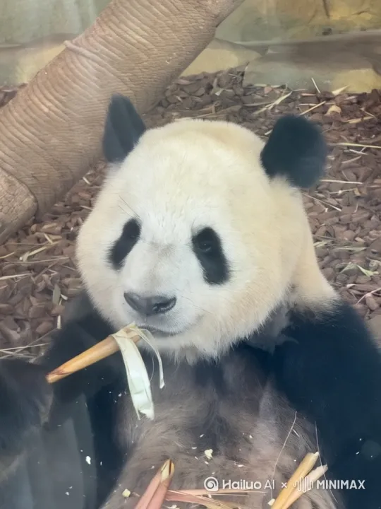 熊猫在啃竹子 by Hailuo AI Video Generator