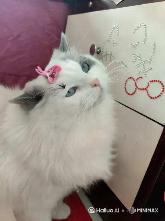 [下降,上摇]一直小猫在开心地吃螺蛳粉 by Hailuo AI Video Generator