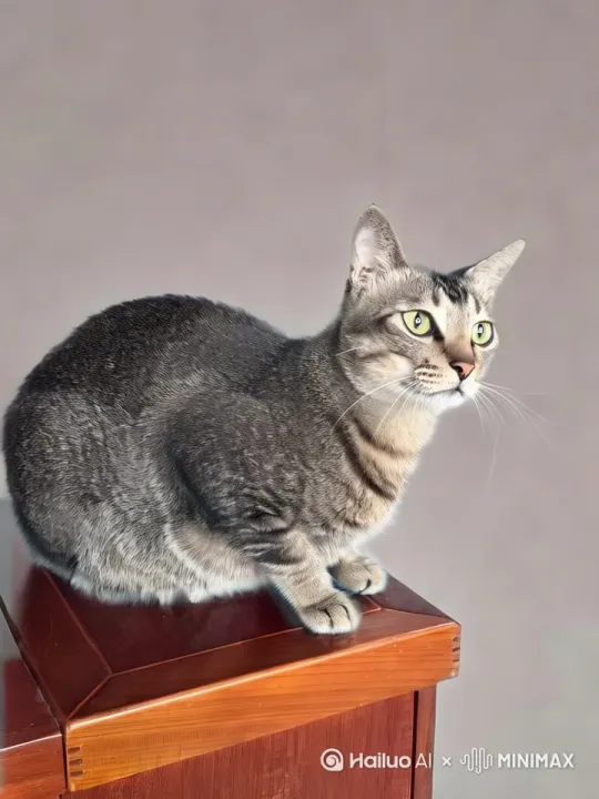 生成一个小猫赏花的视频 by Hailuo AI Video Generator