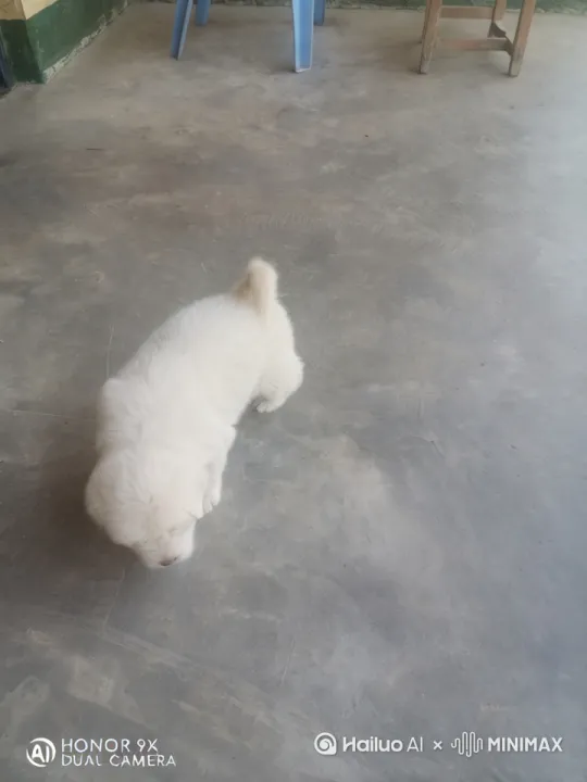 小小白跳舞视频 by Hailuo AI Video Generator