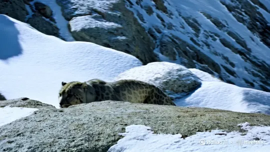 一只灰白色毛发覆盖全身的雪豹矫健地穿梭在积雪覆盖的岩石间，由远到近，黑色斑点在其皮毛上若隐若现。[右移,左摇,跟随]自然光下冷色调的光线勾勒出高海拔山脉的轮廓，呼出的白气在寒冷的空气中凝结成细小冰晶。雪豹身上花纹清晰可见[右摇,变焦推进] by Hailuo AI Video Generator