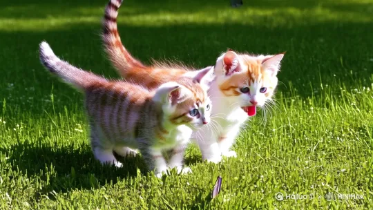 俩只小猫在草地上追蝴蝶 by Hailuo AI Video Generator