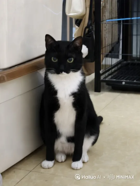 以图中的小猫为原型，图中小猫变成大侦探形象，走在马路上，手上拿着文件夹，背景是繁华都市 by Hailuo AI Video Generator