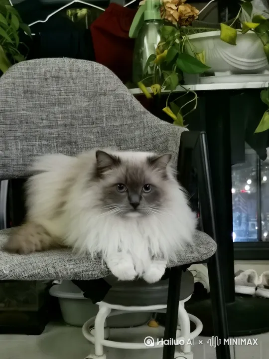 猫咪变身成猫咪超人暴打怪兽解救人类 by Hailuo AI Video Generator